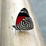 Mirjeta J.